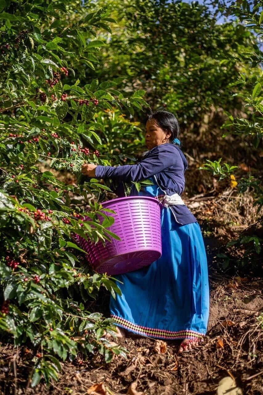 Panama 】 Hartmann Geisha N #59 – KIELO COFFEE